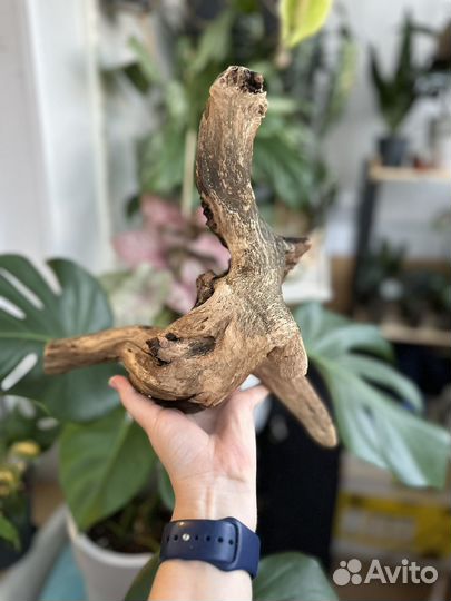 Коряга мангровая