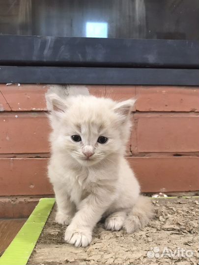 Котята от британской прямоухой с окрасом табби
