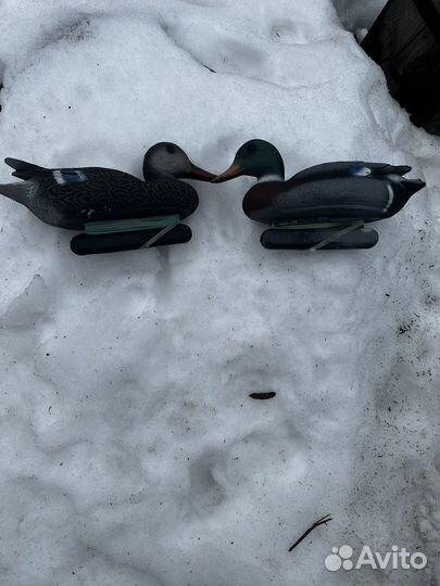 Чучела уток