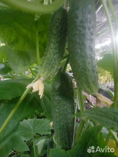Огурцы свежие домашние