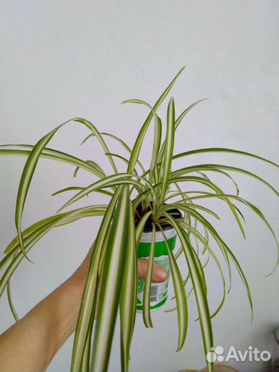 Комнатные растения