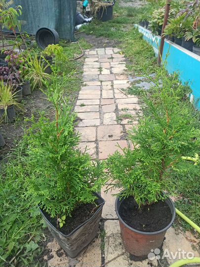 Туя западная смарагд