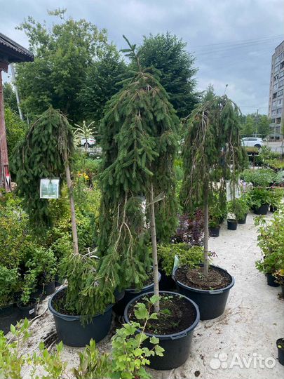 Ель Инверса штамб 200см