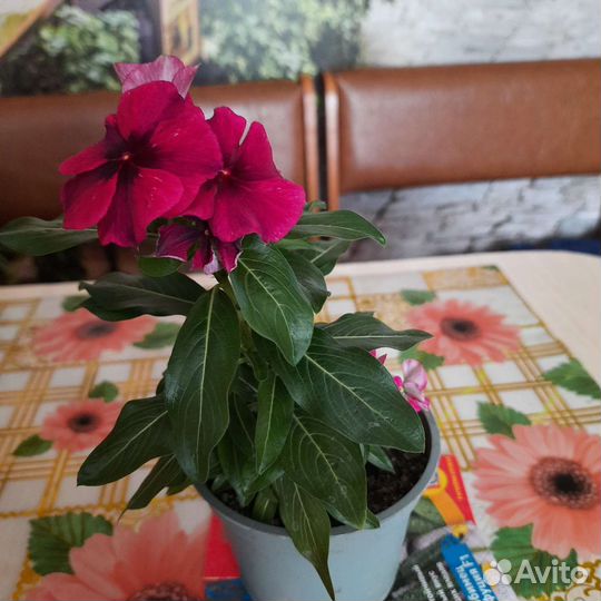 Комнатные цветы