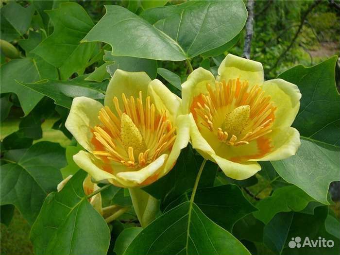 Растения для сада