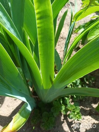 Ирис бородатый