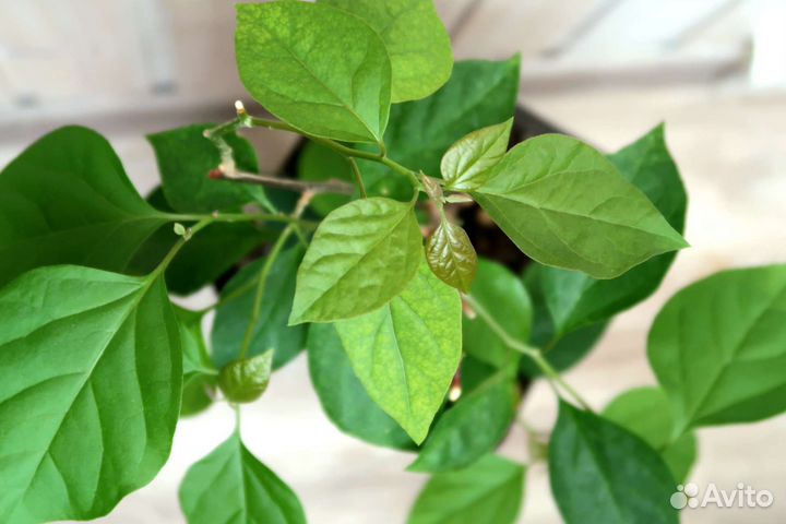Bougainvillea Bois de rose