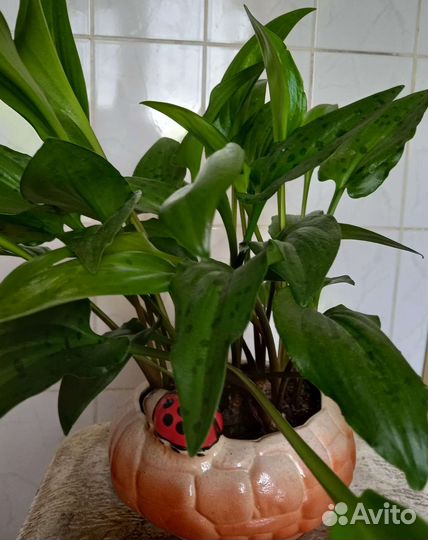 Дримиопсис,Строманта,Бальзамин, Спатифиллум