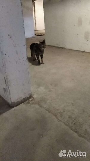 Котик потерялся