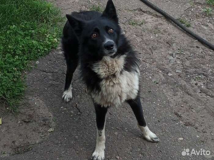 Собака в добрые руки отдам бесплатно