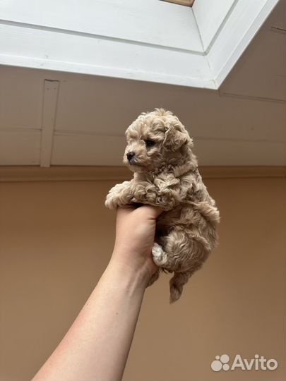 Щенки мальтипу