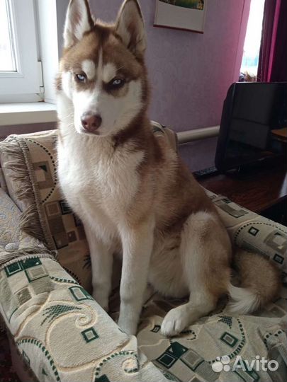 Хаска кобель вязка бесплатно