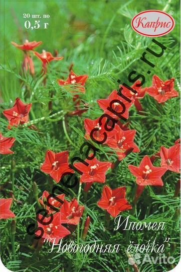 Ипомея рождественская звезда