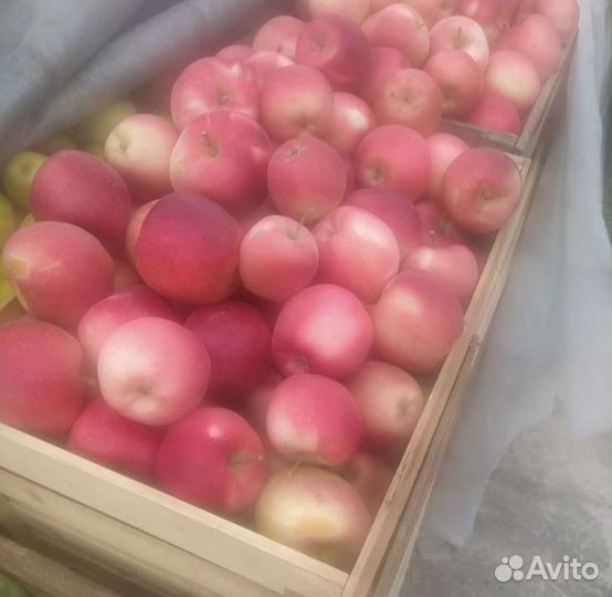 Яблоки домашние