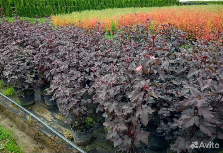 Пузыреплодник калинолистный