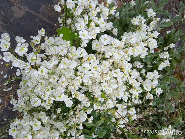 Ирисы, бадан, ромашка, арабис, обриэта