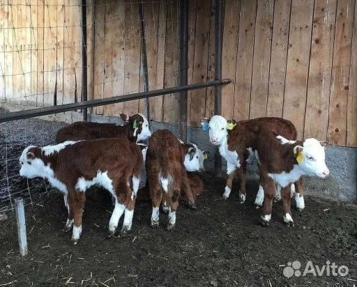 Телята бычки на выбор с доставкой до двора