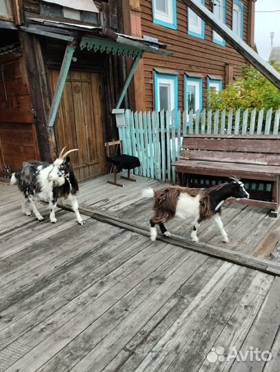 Коза и козочка (4г. и 8мес.)