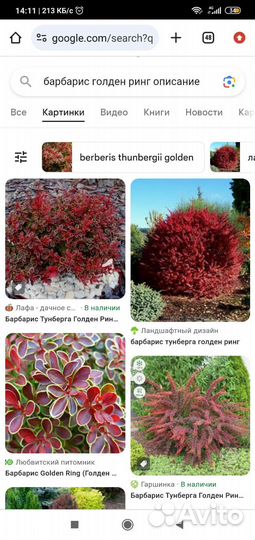 Барбарисы пурпурнолистные