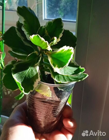 Каланхоэ пестролистный