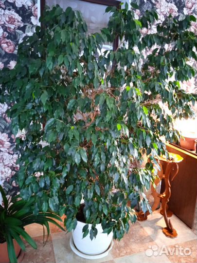 Комнатные цветы