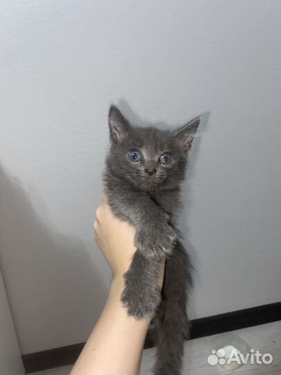 Отдам котенка в добрые руки