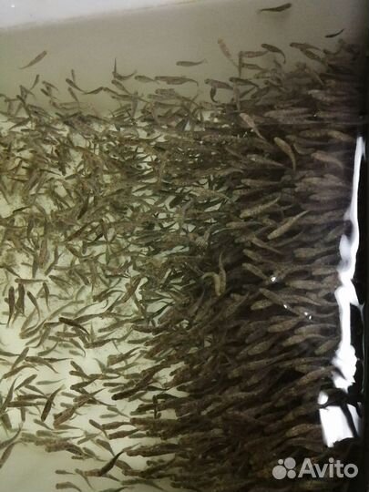 Малек форели