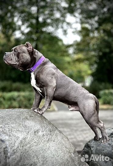 Вязка с американским хулиганом/Американский Булли