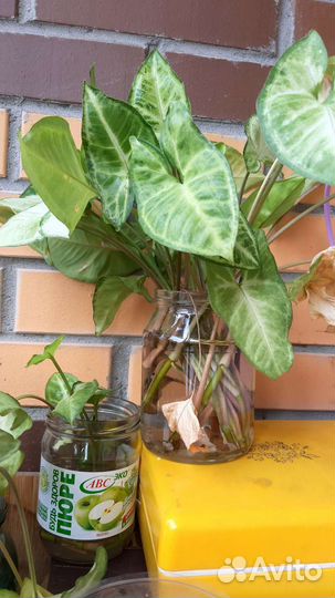 Комнатные растения сингониум