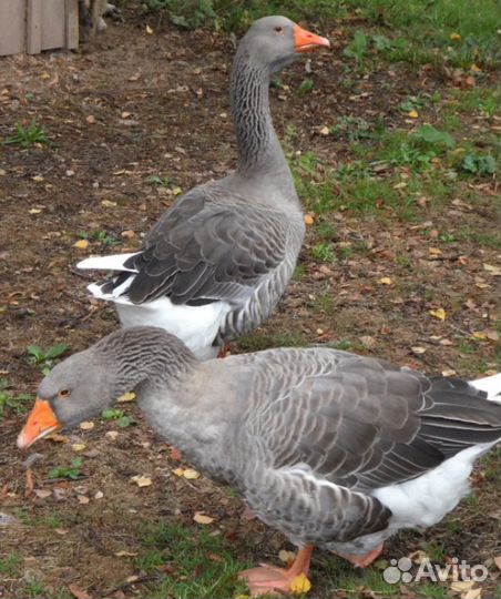 Домашние гуси