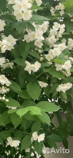 Жасмин чубушник