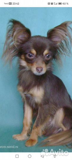 Той-терьер щенок девочка