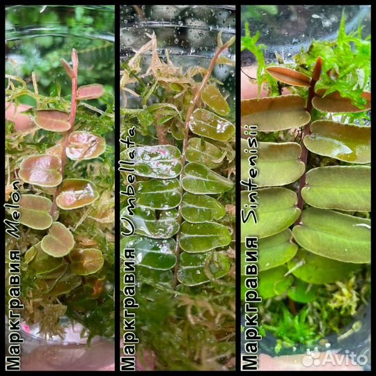 Растения для флорариума/террариума/палюдариума