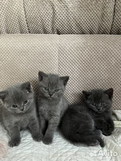 Шотладские котята