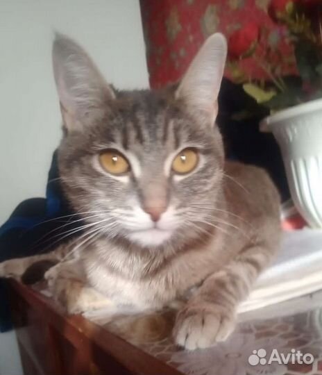 Кошка в дар бесплатно
