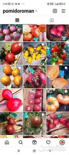 Семена коллекционных томатов