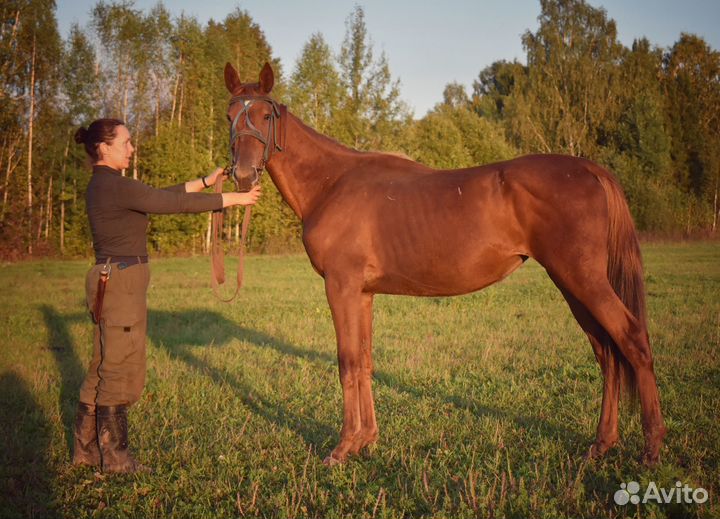 Полукровная кобыла 2022 г.р