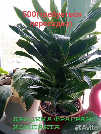 Домашние растения