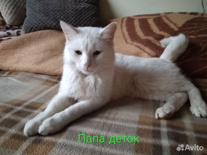 Белые котята