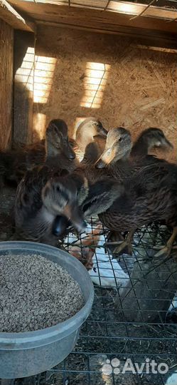 Утята дикой утки