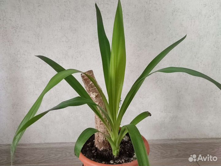 Комнатные цветы юкка