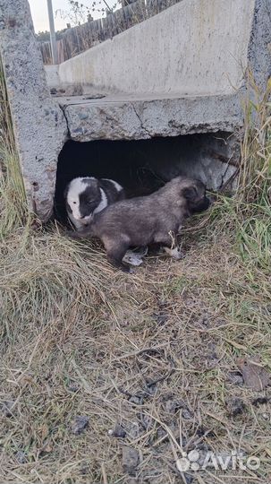 Отдам бесплатно щенки