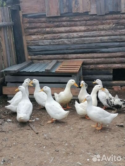 Продаю уток