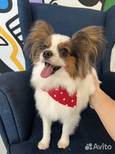 Одежда для собак