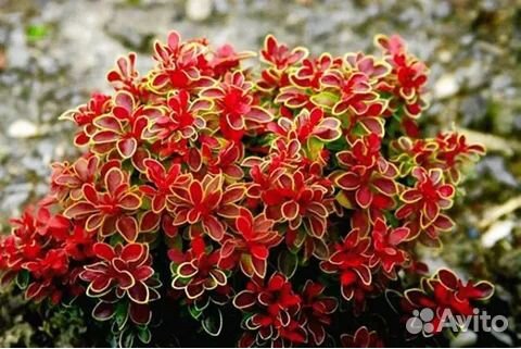 Барбарис Тумберга Адмирейшн