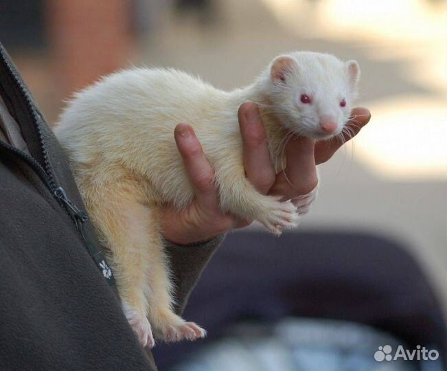 Хорек Альбинос