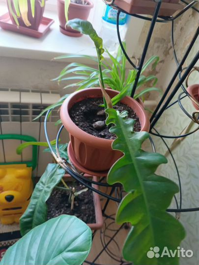 Комнатные растения цветы