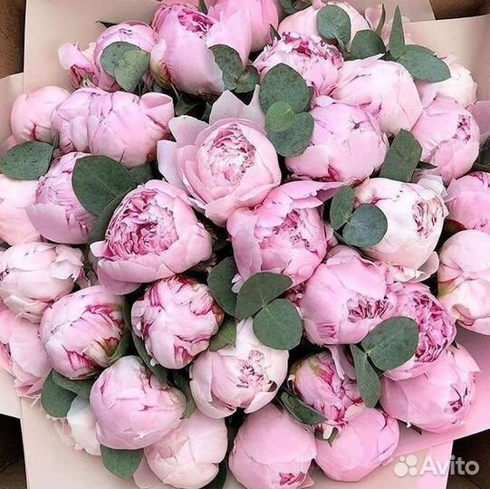 Пионы Букет