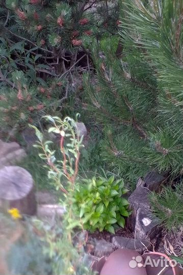 Ива извилистая Свердловская