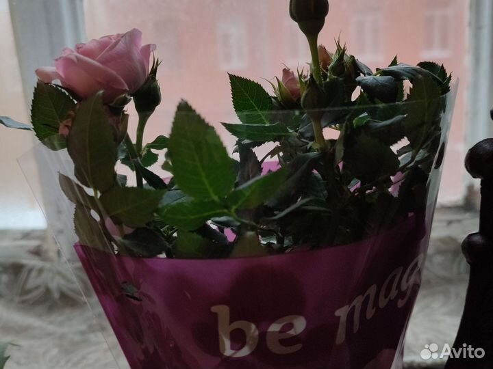 Миниатюрная роза в горшке